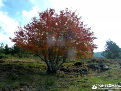 La Dehesa Bonita - Abedular de Somosierra_ rutas por Madrid _ rutas de senderismo